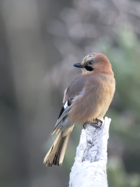 Närhi, Eurasian Jay, Garrulus glandarius